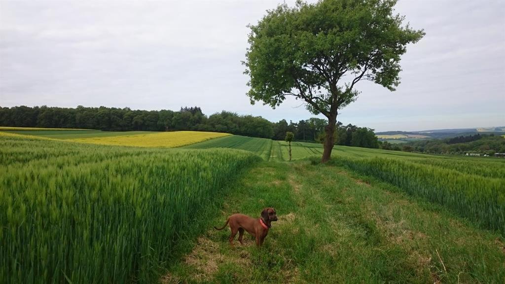 Ferienwohnung Maifeld Wierschem Buitenkant foto